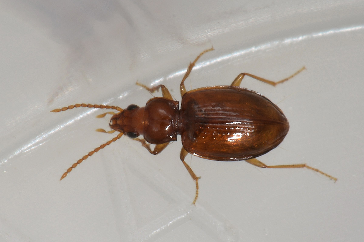 Porotachys bisulcatus (Carabidae)  - Avigliana (TO)